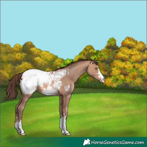 Horse Color:Amber Champagne Appaloosa 