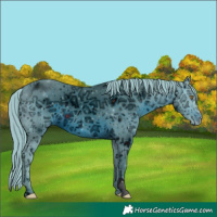 Horse Color:ERROR: UNKNOWN ANOMALY