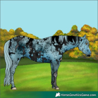 Horse Color:ERROR: UNKNOWN ANOMALY