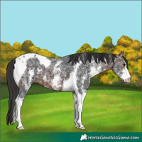 Horse Color:Brown Ice Sabino Tobiano 