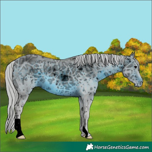 Horse Color:ERROR: UNKNOWN ANOMALY