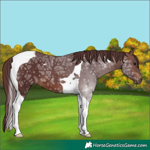 Horse Color:Chocolate Brown Ice Tobiano 