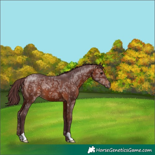 Horse Color:Chocolate Brown Ice 