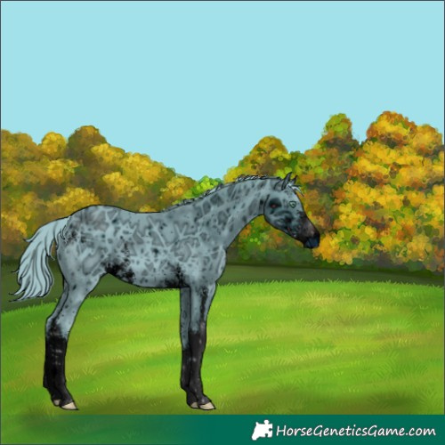 Horse Color:ERROR: UNKNOWN ANOMALY