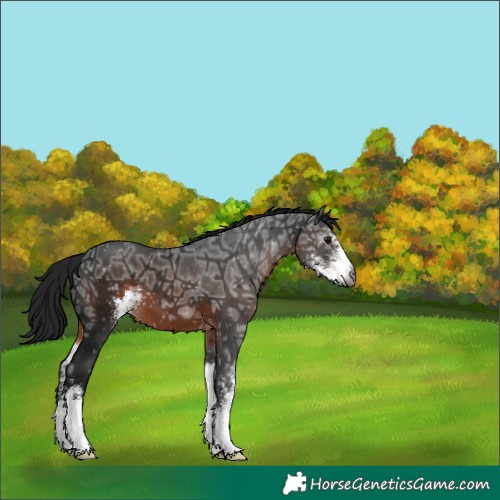 Horse Color:Gray Brown Ice Sabino 