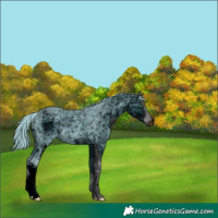 Horse Color:ERROR: UNKNOWN ANOMALY