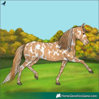 Horse Color:Chestnut Appaloosa