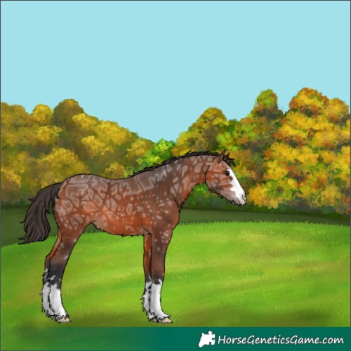Horse Color:Bay Ice Appaloosa