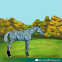 Horse Color:ERROR: UNKNOWN ANOMALY