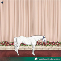 Horse Color:Cremello Appaloosa
