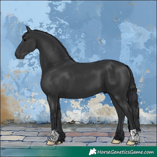 Horse Color:Black 