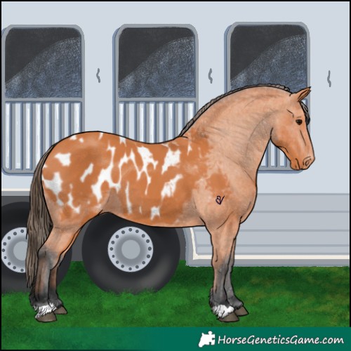 Horse Color:Bay Appaloosa 