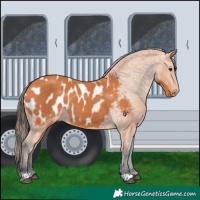 Horse Color:Bay Appaloosa