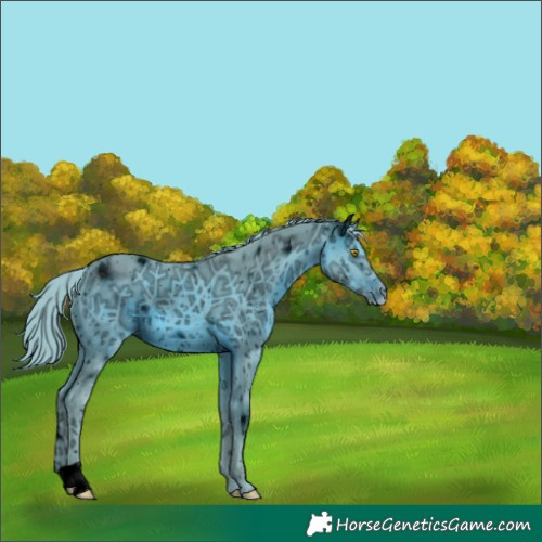 Horse Color:ERROR: UNKNOWN ANOMALY