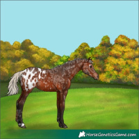 Horse Color:Gray Silver Bay Ice Blanket