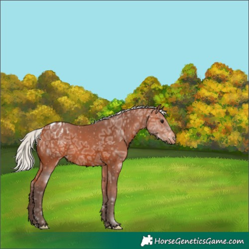 Horse Color:Silver Bay Ice Appaloosa 