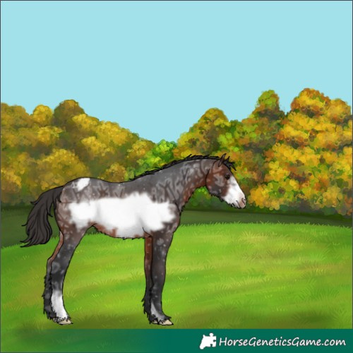Horse Color:Brown Ice Frame Appaloosa 