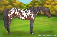 Horse Color:Bay Appaloosa 