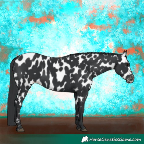 Horse Color:Black Appaloosa 