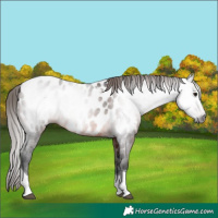 Horse Color:Gray Bay Tobiano Appaloosa Rabicano 