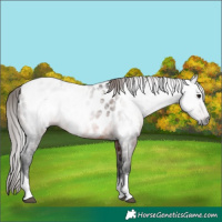 Horse Color:Gray Bay Tobiano Appaloosa Rabicano 