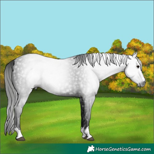 Horse Color:Gray Black Rabicano 