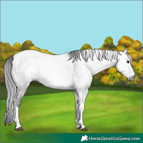 Horse Color:Gray Grullo Tobiano Frame Varnish Rabicano 