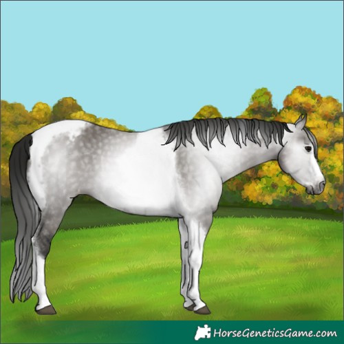 Horse Color:Gray Grullo Tobiano Frame Appaloosa Rabicano 