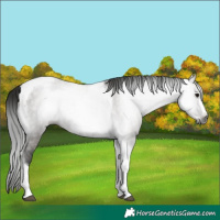 Horse Color:Gray Grullo Tobiano Frame Appaloosa Rabicano