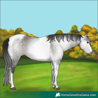 Horse Color:Gray Grullo Tobiano Frame Appaloosa Rabicano 