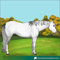 Horse Color:Gray Grullo Tobiano Frame Appaloosa Rabicano 