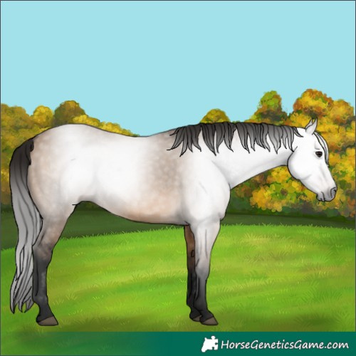 Horse Color:Gray Bay Dun 