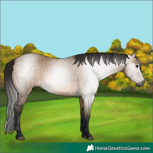 Horse Color:Gray Bay Dun 