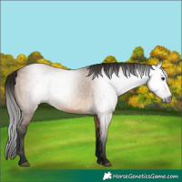 Horse Color:Gray Bay Dun