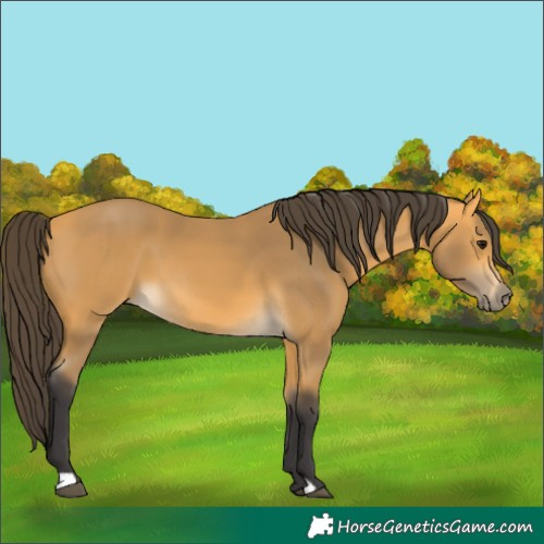 Horse Color:Buckskin 
