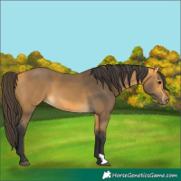 Horse Color:Buckskin