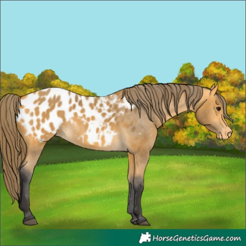 Horse Color:Buckskin Appaloosa 