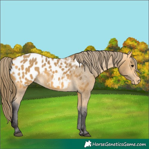 Horse Color:Buckskin Appaloosa 