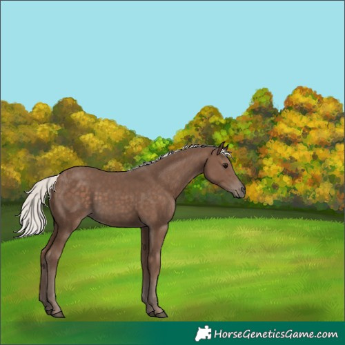 Horse Color:Silver Black