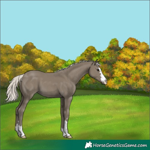 Horse Color:Silver Smoky Black