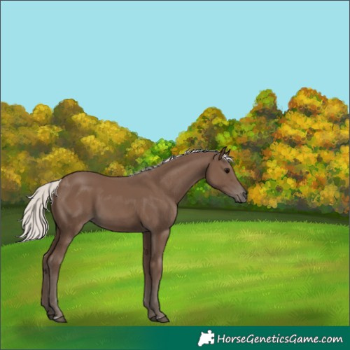 Horse Color:Silver Black