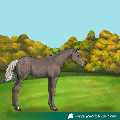 Horse Color:Silver Black