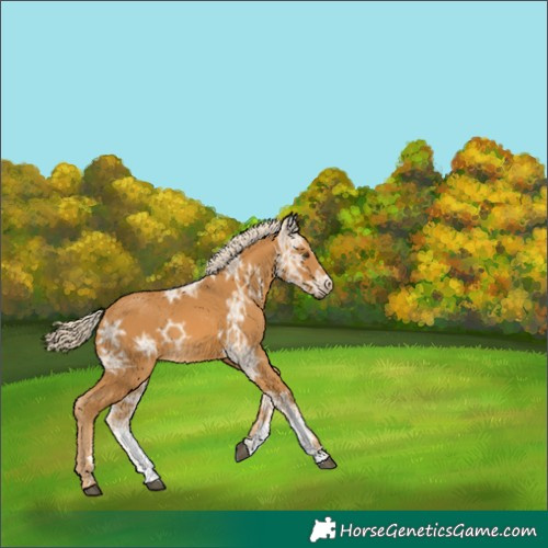 Horse Color:Palomino Ice Sabino 