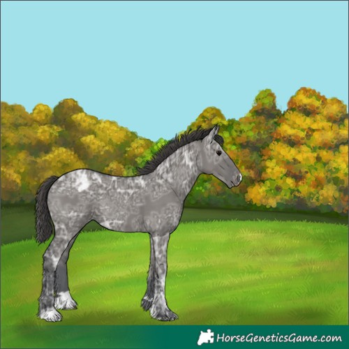 Horse Color:Grullo Ice Varnish 