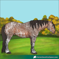 Horse Color:Bay Ice 