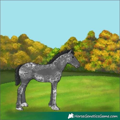Horse Color:Black Ice 