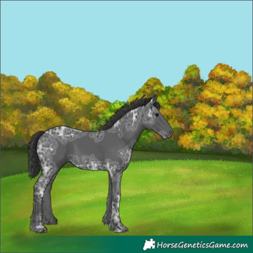 Horse Color:Black Ice 