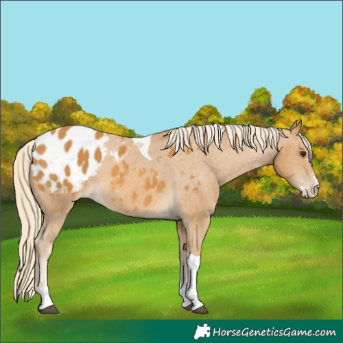 Horse Color:Palomino Sabino Tobiano Appaloosa 