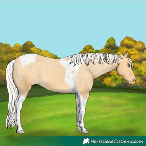 Horse Color:Silver Amber Cream Champagne Tobiano Varnish 