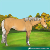 Horse Color:Silver Buckskin 